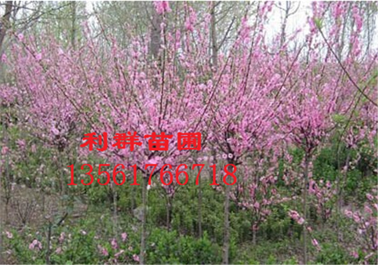 QQ图片20141219140634