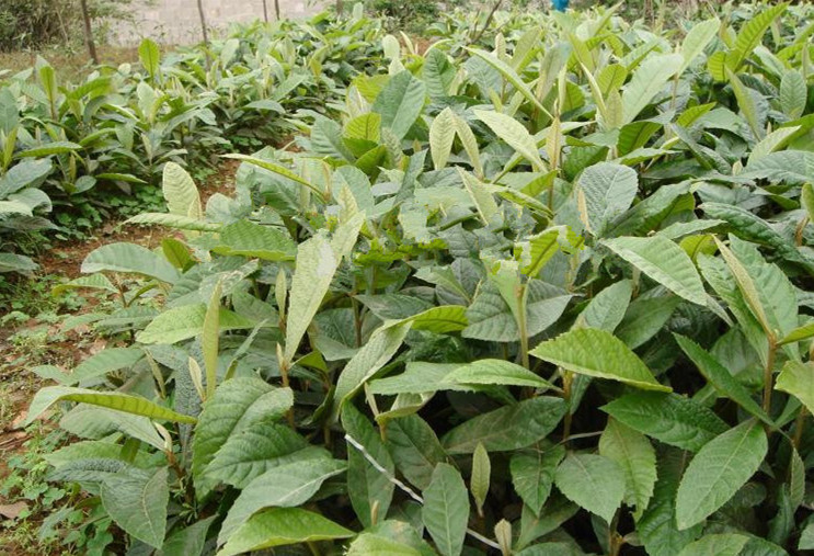 枇杷苗价格_枇杷苗供货商_供应枇杷苗 广东惠