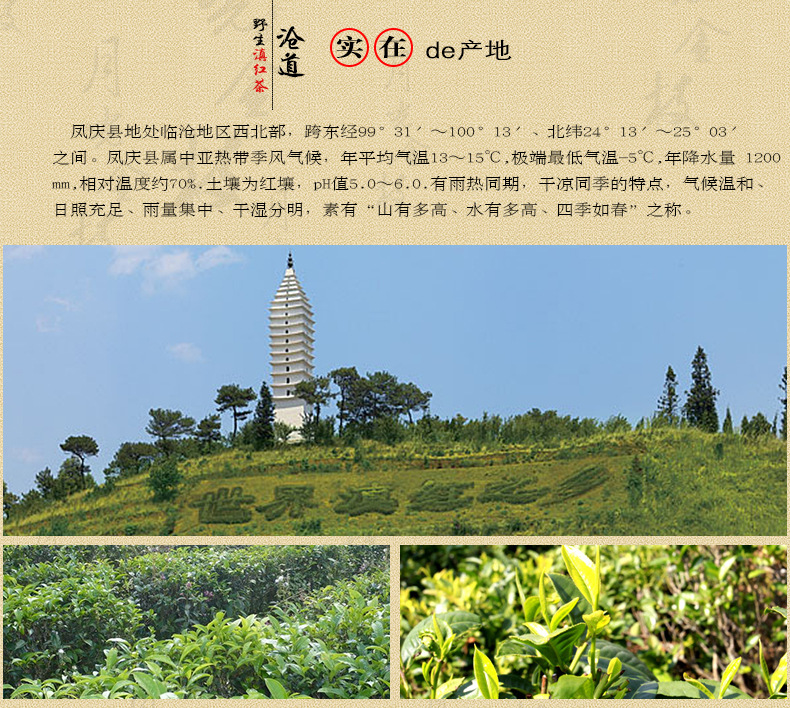 云南凤庆滇红月光金枝 云南特产批发 红茶茶叶批发