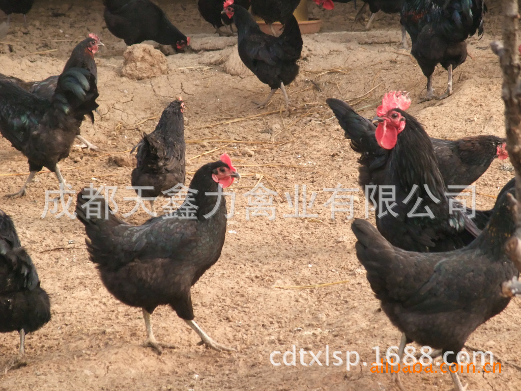 黑羽绿壳蛋鸡的时刻