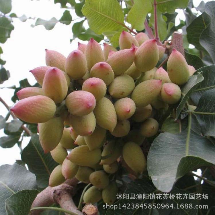 果树苗开心果苗长果阿月浑子开心果苗9月上旬成熟 果树 开心果树