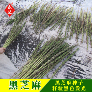 威爾種子批發 黑芝麻種子 五谷雜糧種子芝麻種子  四季可種植 25g