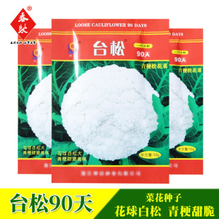台松90天中晚熟松花菜種子 10g 春秋兩季種植 青梗白菜花蔬菜種籽
