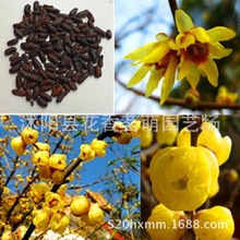優選新采 素心臘梅種子 10粒/包 園林綠化 庭院綠植 外貿熱銷