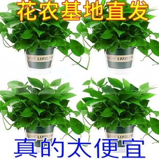 綠蘿大盆栽室內植物新房家用吸除甲醛凈化空氣土培綠植花卉長藤綠