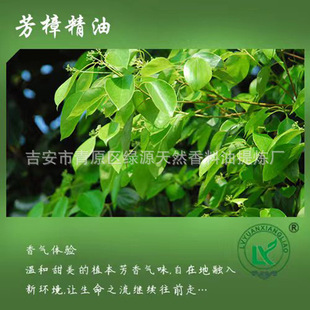  Camphor leaf oil~ Ȼ ޹