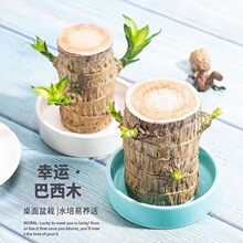 巴西木水養四季幸運木格魯特綠植盆栽小樹人帶芽室內水培好養植物