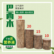 水養幸運木巴西木辦公室內桌面綠植小盆栽懶人水養易活四季巴西木