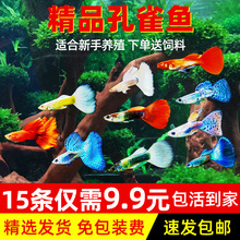 孔雀魚純種鳳尾觀賞魚小型熱帶魚淡冷水好養金魚小魚胎生魚苗其他