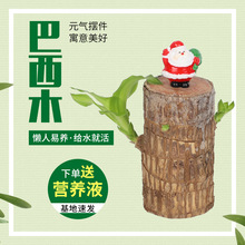 巴西木水養幸運木開花綠植室內盆栽水培植物四季好養巴西木