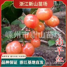 新山苗場 浙江南早紅櫻桃樹早熟櫻桃苗 南方種中國嫁接小櫻桃地栽