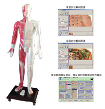 光電感應多媒體人體針灸穴位發光模型 MAW-170E
