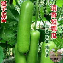 短瓠瓜種子清香蒲瓜種籽甜瓠子瓜菜葫蘆短棒四季蔬菜種植支持代發