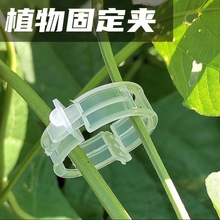 藤蔓固定夾植物夾綠植果樹植物固定夾卡扣秧苗爬藤支撐桿固定器