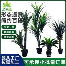 定制仿真龍血樹盆栽人造假樹白邊草室內仿真植物客廳落地綠植盆栽