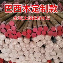 土培巴西木培高桿幸運巴西木盆栽巴西幸運木懶人水養易活巴西木