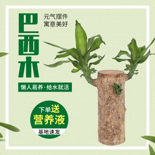 巴西木帶芽葉懶人花卉水培室內辦公室桌面綠植盆栽四季好養巴西木