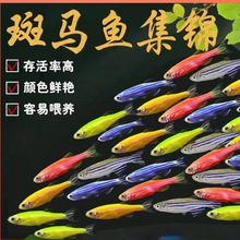斑馬魚觀賞魚小型淡水好養熱帶魚紅綠燈金魚小孔雀魚魚苗