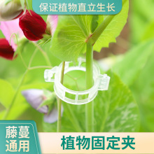 綠植果樹植物固定夾卡扣藤蔓固定器秧苗爬藤支撐桿果蔬秧苗吊秧夾