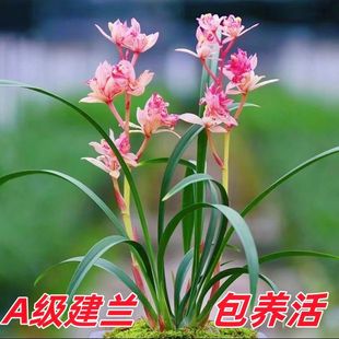 【耐寒】正品蘭花濃香型蘭花苗室內盆栽蘭花墨蘭建蘭大花苞年宵花