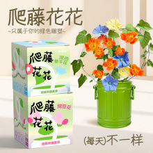 小花農趣味種植 迷你小盆栽爬藤花花小油桶 植物生長觀察 辦公室