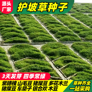 灌木種子紫穗槐刺槐多花木蘭胡枝子葛藤荒山復綠草種護坡固土草籽