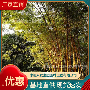 基地批發 自產自銷黃金竹苗 綠皮黃筋竹 景區造景道路園林工程綠