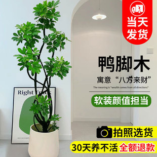造型鴨腳木盆栽室內大型鴨掌木凈化空氣客廳四季常青旺宅真綠植