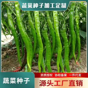 帝王336長線椒種子 1000粒淺綠色加長線椒種子 早熟豐產辣椒種籽