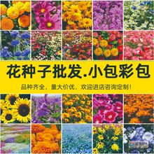 小包花籽種子矮向日葵牽牛鳳仙太陽花粉黛薰衣草花籽現貨廠家直銷