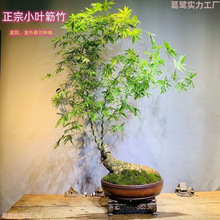 小葉簕竹花卉大全養不死簕竹老樁富貴竹綠植盆栽室內好養簕竹盆景