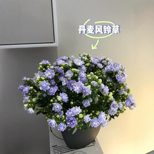 丹麥風鈴花盆栽帶花苞四季開花耐寒好養活室內庭院陽台綠植桔梗花