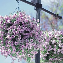 矮牽牛種子 垂吊盆栽庭院室內陽台爬藤植物牽牛花種子