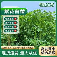 批發紫花苜蓿種子豬牛羊兔雞鴨鵝多年生養殖牧草苜蓿草籽魚草種籽