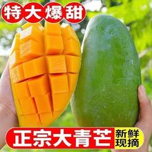 現貨應季廣西大青芒大芒果大臉芒青皮芒果10斤大果新鮮水果整箱代