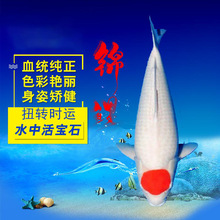 純種丹頂錦鯉活魚觀賞魚鴻運當頭淡水冷水魚好養耐活錦鯉活魚活物