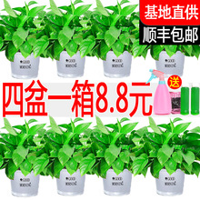 綠蘿植物室內吸除甲醛綠籮新房家用綠植凈化空氣水培花卉盆栽好養