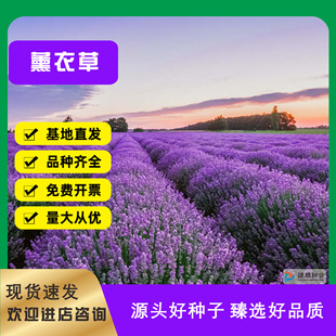 薰衣草種子香草花卉景觀花海觀賞庭院春播陽台耐寒四季種草花種子