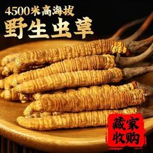 西藏那曲冬蟲夏草2根一克 正宗冬蟲夏草精品干貨新鮮蟲草正品泡酒