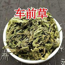 尋百草車前草中葯材野生車前草貓爪草泡茶新鮮干貨整株車輪草500g
