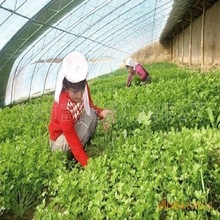 廠家直銷耐用抗老化質保5年PE雙層保溫農膜PE陽光板廠家