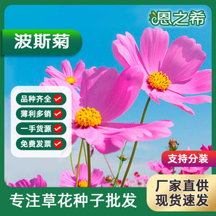 波斯菊種子格桑花四季播種好種易活綠化草花種子花海花田野花組合