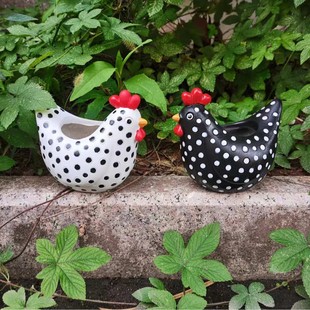 Free Range Black and White Chickens@Сuƺ[