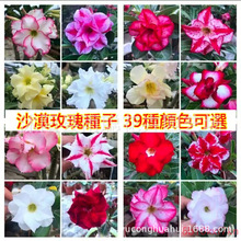沙漠玫瑰種子批發四季易活多肉植物花卉觀花重瓣品種綠植盆栽種子