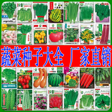 蔬菜種子批發公司正品四季播冬季陽台庭院易種植大全種子各種蔬菜