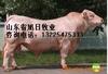 רҵ�ṩ��ģ�и���ϻ�CE��֤(ͼ)