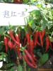��Ӧ��ͷճ�ὺ(ͼ)