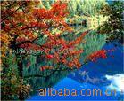 ��Ӧ��Ƶ��Ƶ�Ӳ��-RCA��������(�ƽ�)