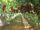 ��Ӧ�л���������ѹ����PMMA����Ʒ����(ͼ)