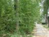 ��Ӧ�޳�ֽ(ͼ)